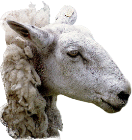 Wat kiekst so d&ouml;sig, Minsch?