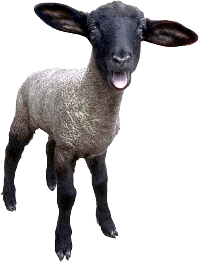 Schall ik dat etwa ween? mit den d&ouml;sigen Keerl?